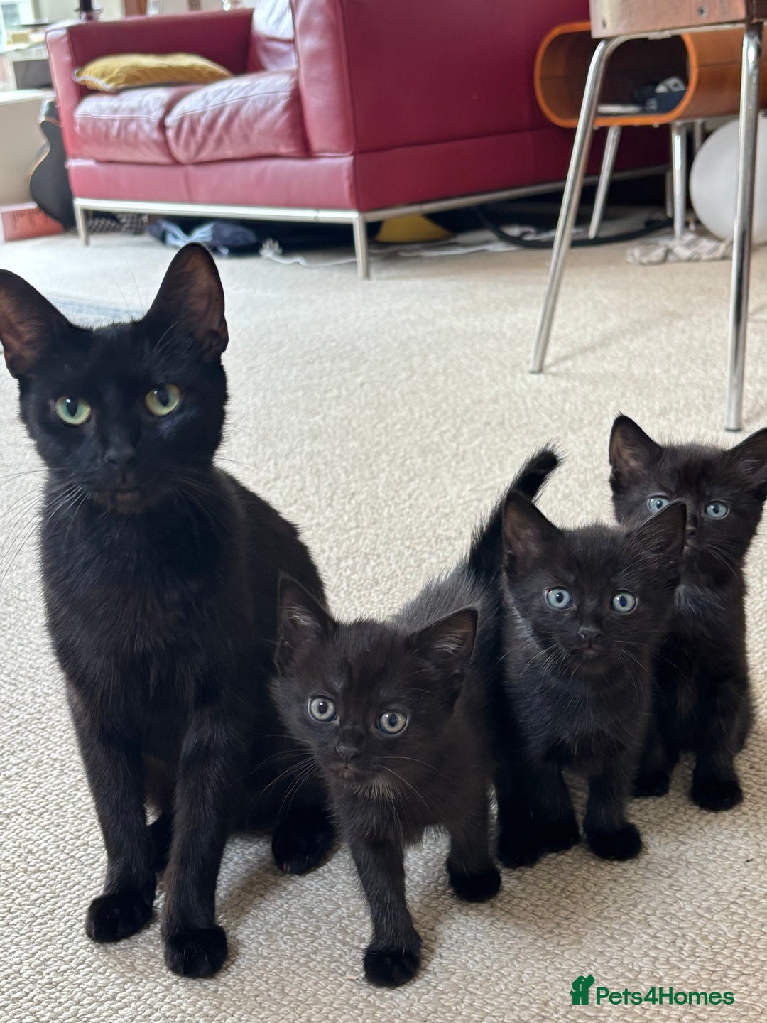 Bombay cats for sale: Black kittens for sale  - Image 3