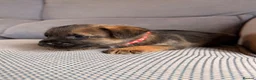 Border Terrier dogs for sale: 6 Beautiful Border Terrier Puppies SLEM CLEAR🐶 - Advert 13