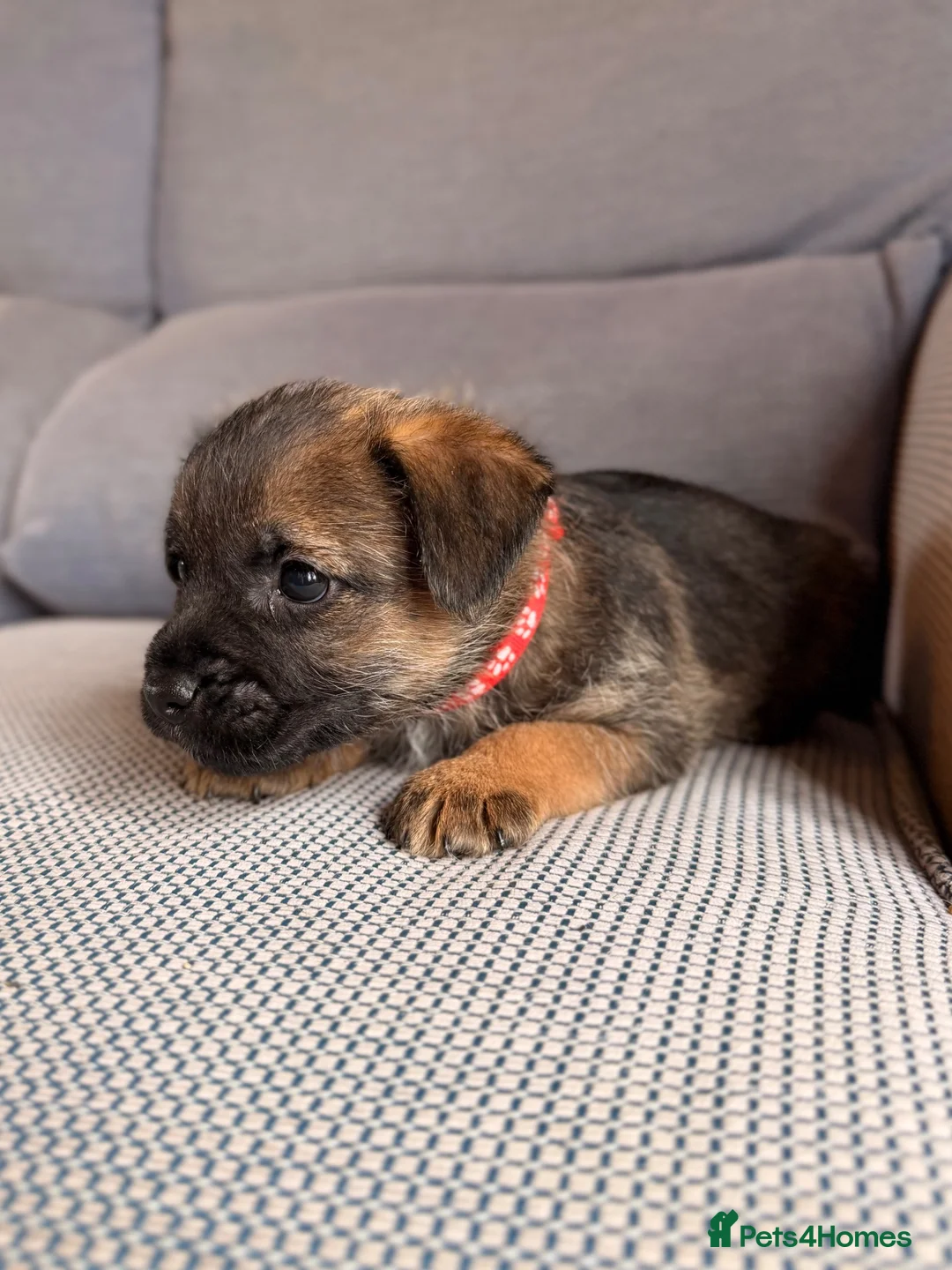 Border Terrier dogs for sale: 6 Beautiful Border Terrier Puppies SLEM CLEAR🐶 - Advert 13