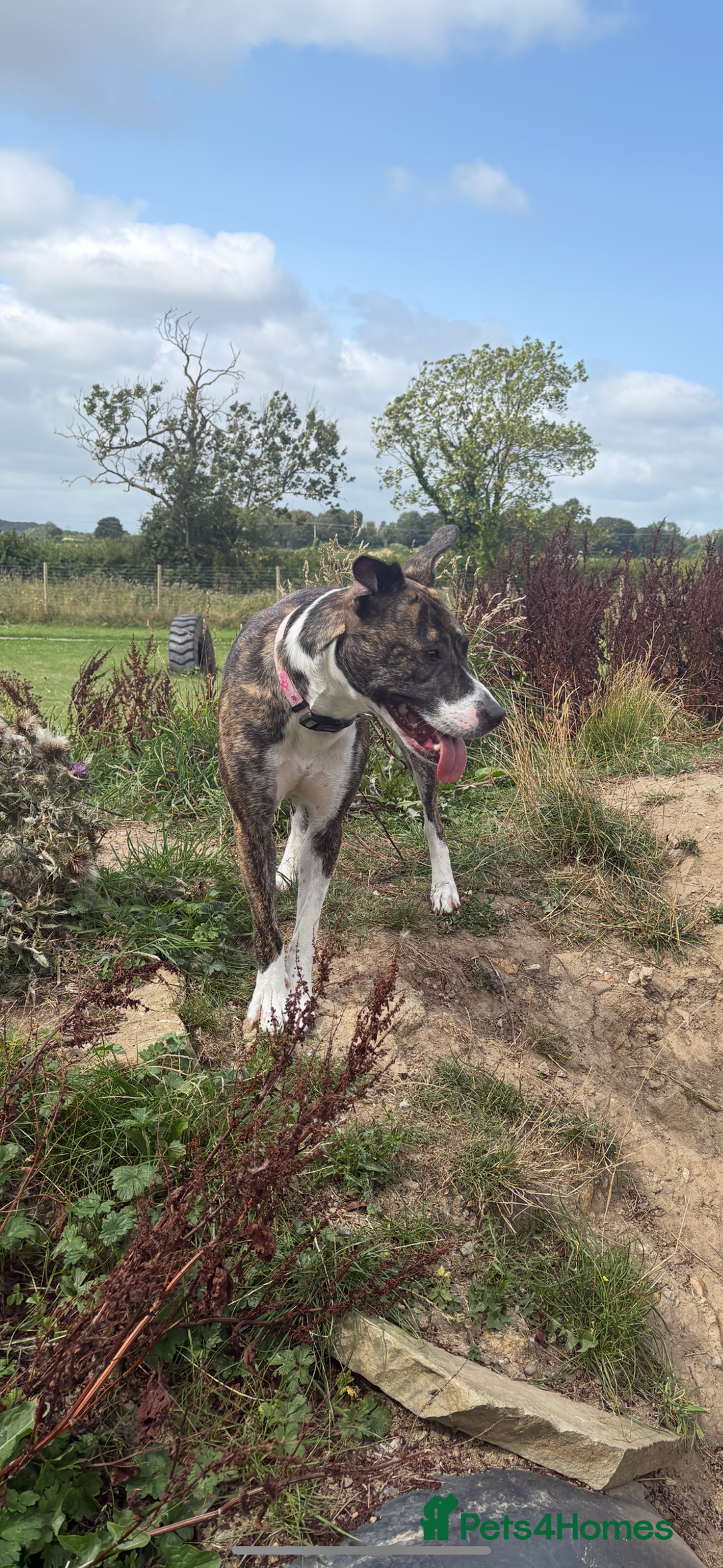 Mixed Breed dogs for sale: 2 year old staffy x bitch  - Advert 1