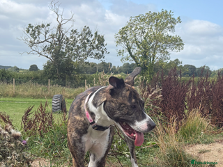 Mixed Breed dogs 2 year old staffy x bitch - Advert 1