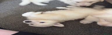 White Swiss Shepherd 6