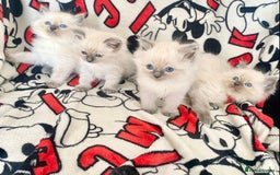 Ragdoll cats for sale: Ragdoll kittens Ready wednesday ❤️ - Image 11