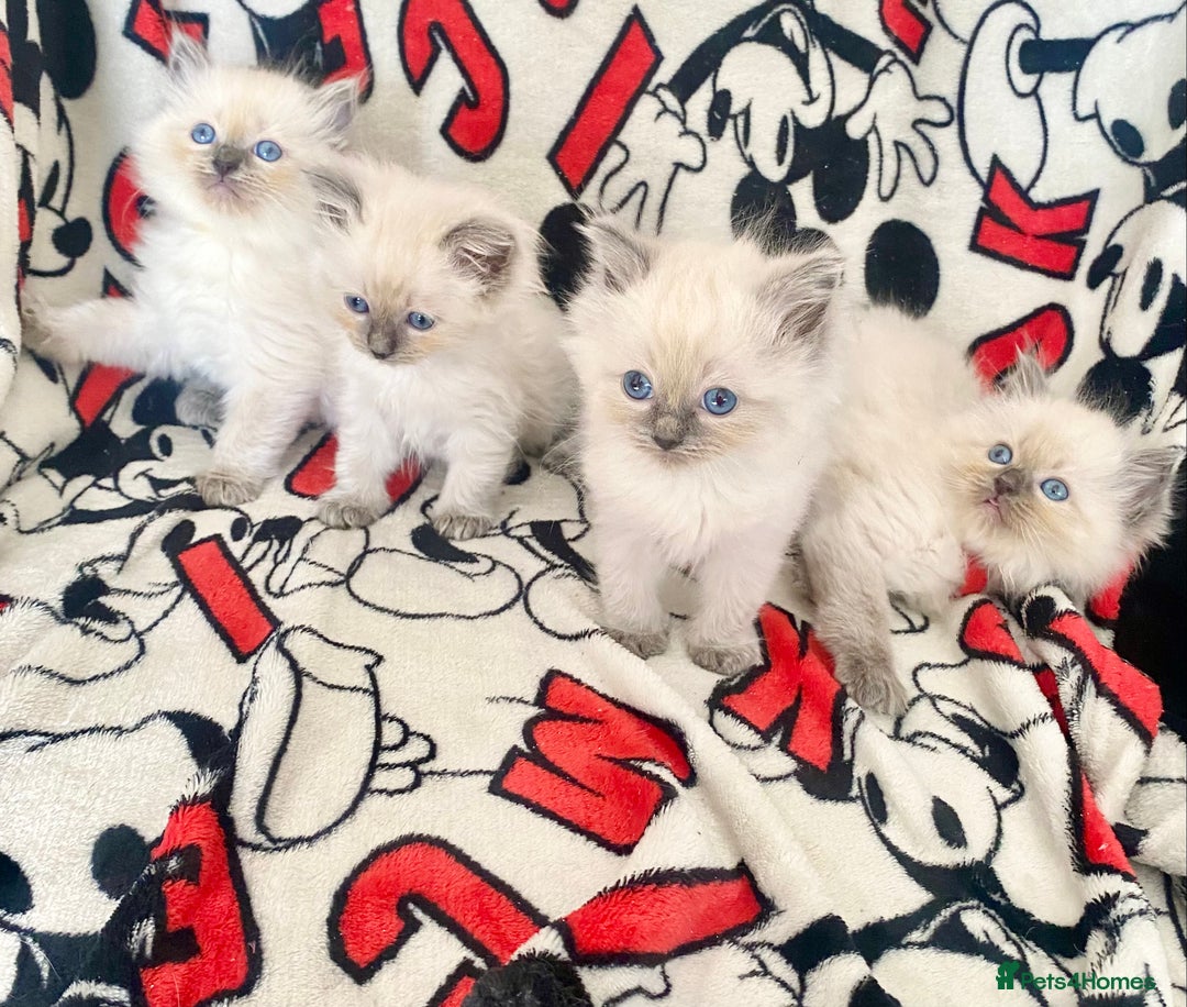 Ragdoll cats for sale: Ragdoll kittens Ready wednesday ❤️ - Image 11