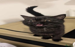 British Shorthair cats for sale:  Ready now. British shorthair kittens  - Image 10