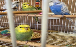 Budgerigars birds for sale: Helicopter Baby Budgies - Image 2
