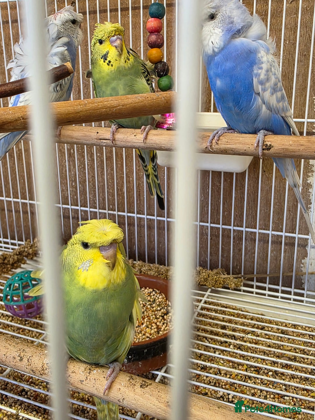 Budgerigars birds for sale: Helicopter Baby Budgies - Image 2