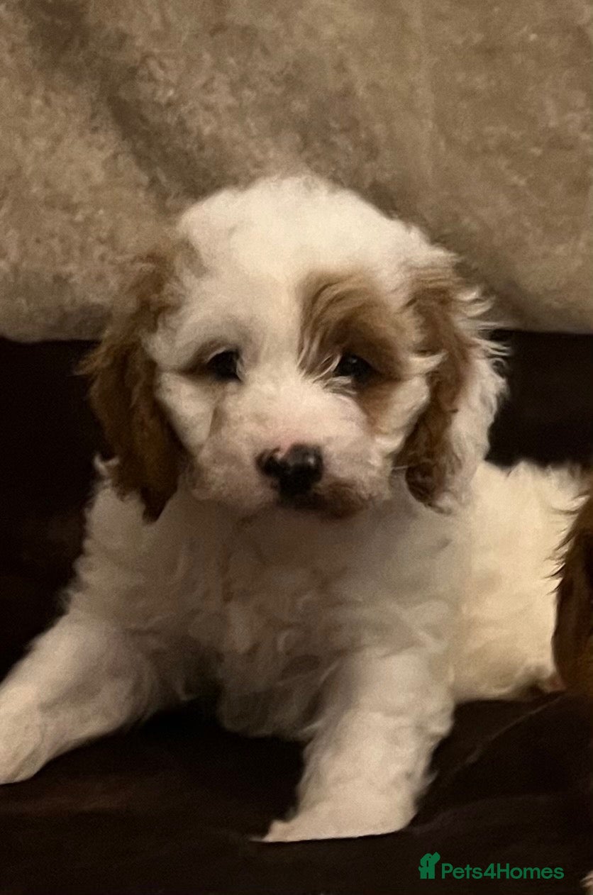 Cavapoo dogs 🐶🐾Stunning health clear cavapoo puppies🐾🐶 - Advert 2