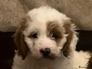 Cavapoo dogs 🐶🐾Stunning health clear cavapoo puppies🐾🐶 - Advert 2