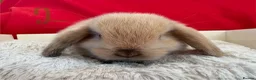 Mini Lop rabbits for sale: Gorgeous mini lops for sale  - Advert 3