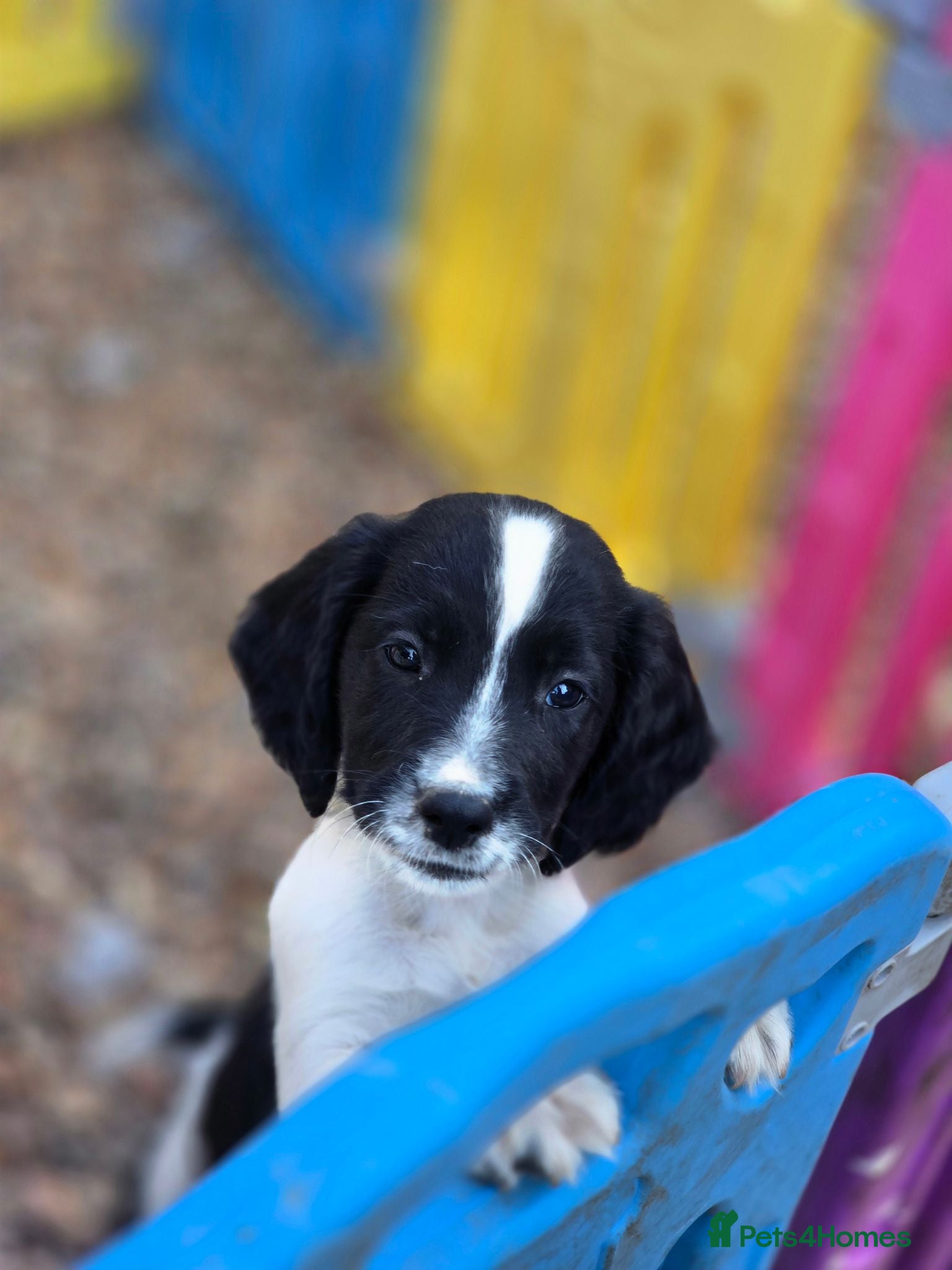English Springer Spaniel dogs springer spaniel litter. 2 AVAILABLE  - Advert 20