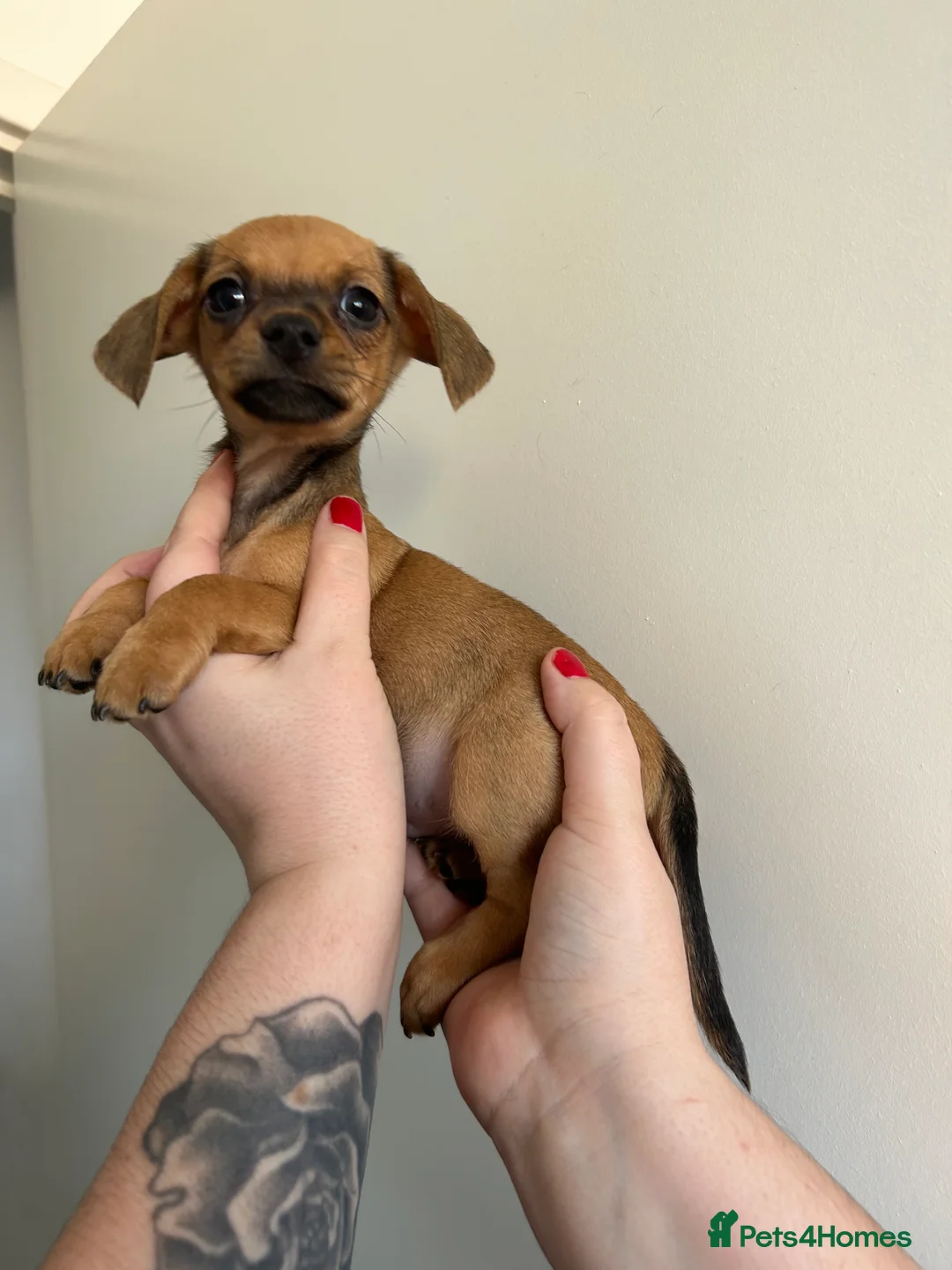 Chiweenie dogs for sale: Chiweenie puppies Last 2 boys  - Advert 7