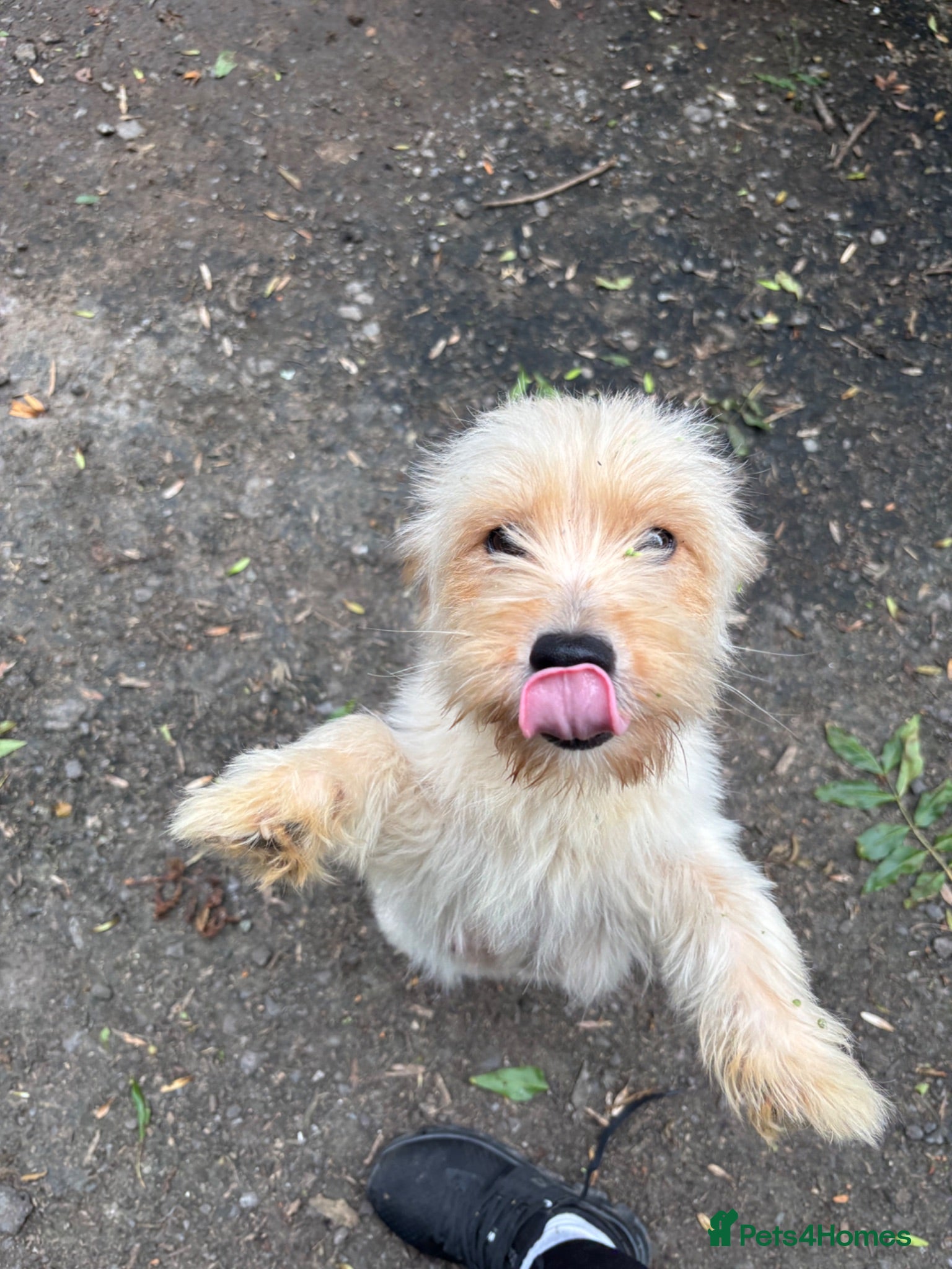 Westiepoo dogs Westipoo puppies for sale  - Advert 2