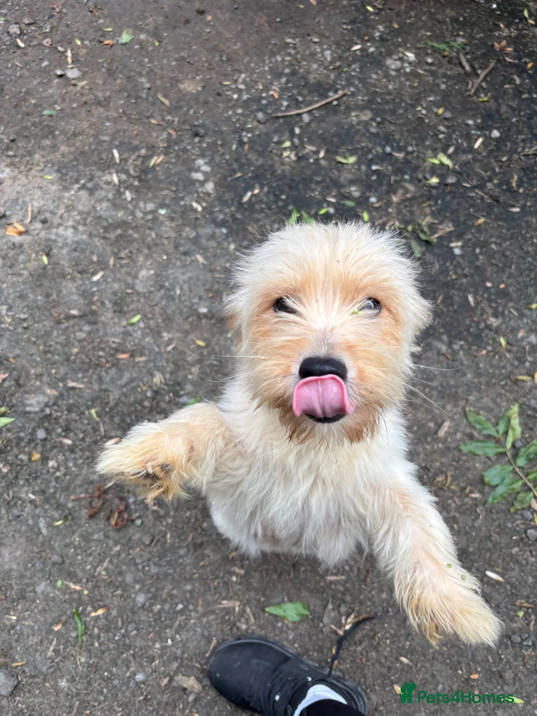 Westiepoo dogs for sale: Westipoo puppies for sale  - Advert 2