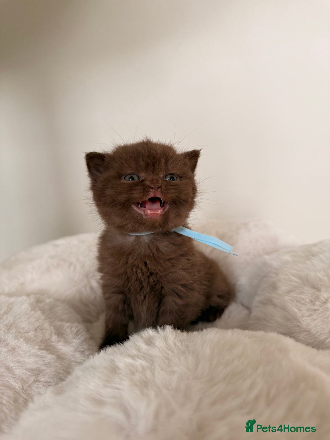 British Shorthair cats for sale: 7 British Shorthair Kittens TICA®️ – Import Lines - Image 21