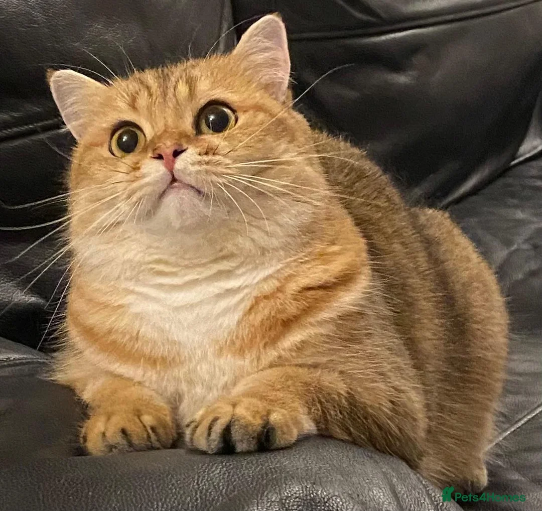 Scottish Fold cats for sale: Two Adorable Brothers Looking For Forever Home - Advert 2