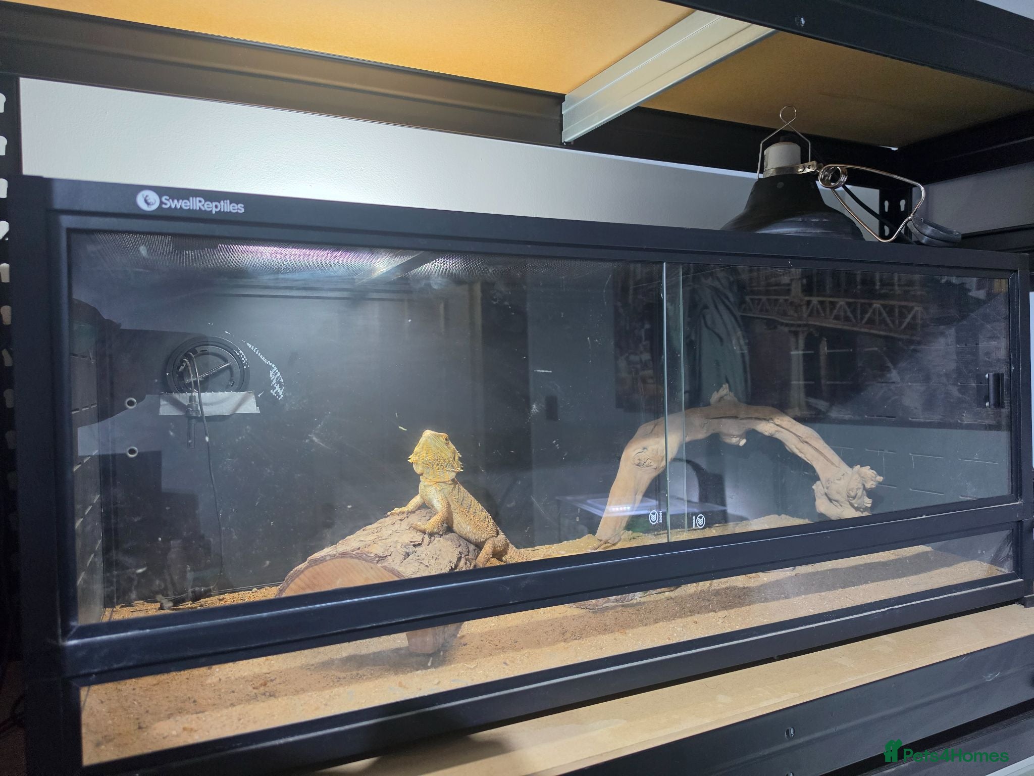 Bearded Dragon reptiles Bearded dragon + full setup  - Advert 6