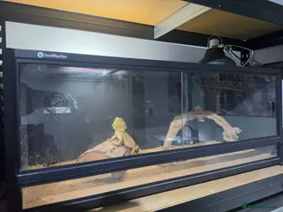 Bearded Dragon reptiles Bearded dragon + full setup - Advert 6