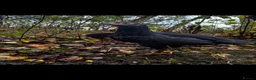 Chickens poultry for sale: Oshamo pullets & cockerels  - Advert 2