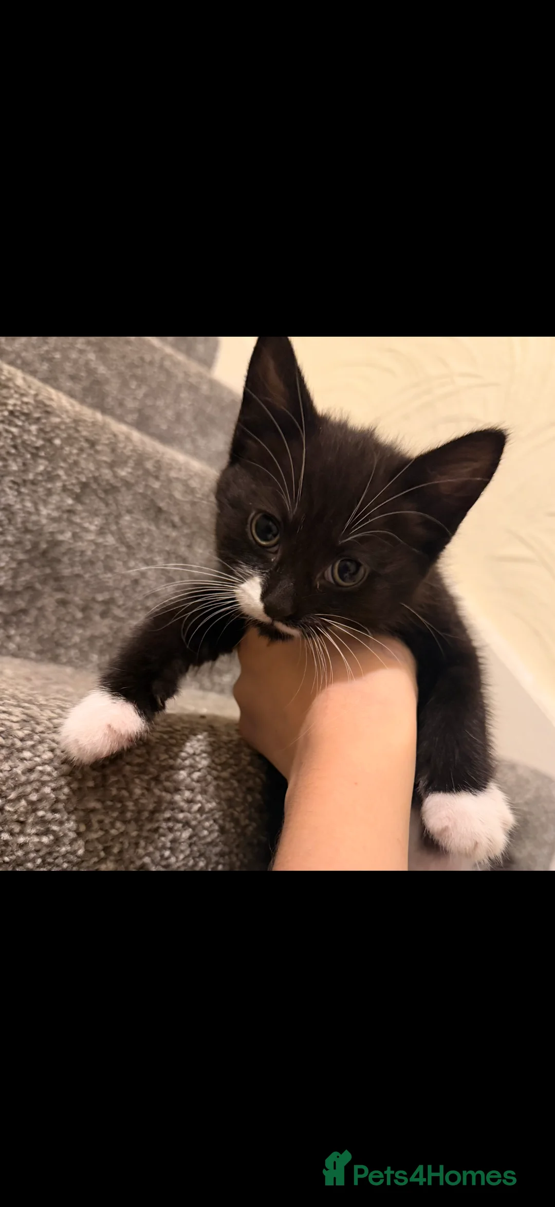 Mixed Breed cats for sale: 1 girl kitten looking for a forever home - Advert 3