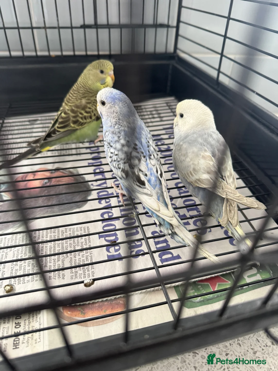 Budgerigars birds for sale: 3 baby budgies  - Advert 1