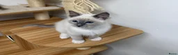 Ragdoll cats for sale: Beautiful ragdoll kittens  - Advert 9