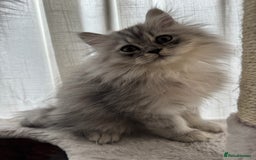 Persian cats for sale: Super cute Persian chinchilla kittens for Sale - Image 4