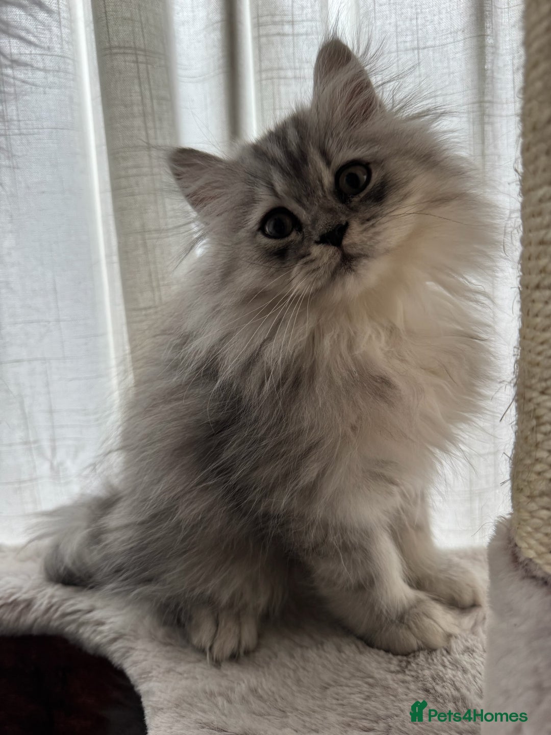 Persian cats for sale: Super cute Persian chinchilla kittens for Sale - Image 4