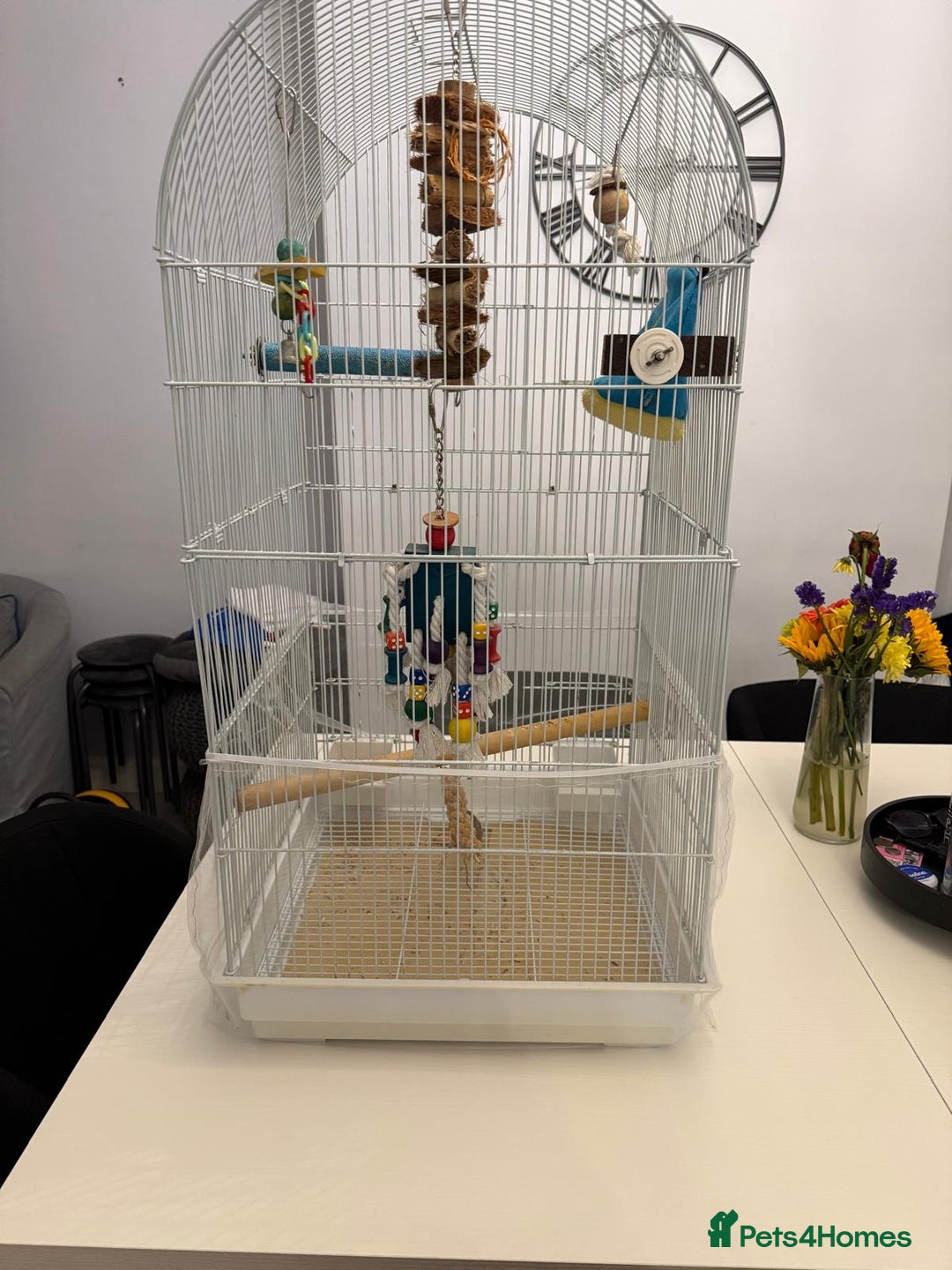 Finches birds for sale: Male Goldfinch for Sale – £100 (includes cage) - Advert 8