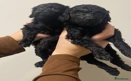 Toy Poodle dogs for sale: 5 toy poodles unique markings  - Image 10