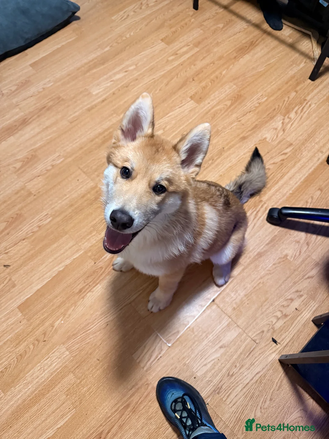 Akita dogs for sale: Czech wolf dog x Akita  boy puppy  - Advert 2