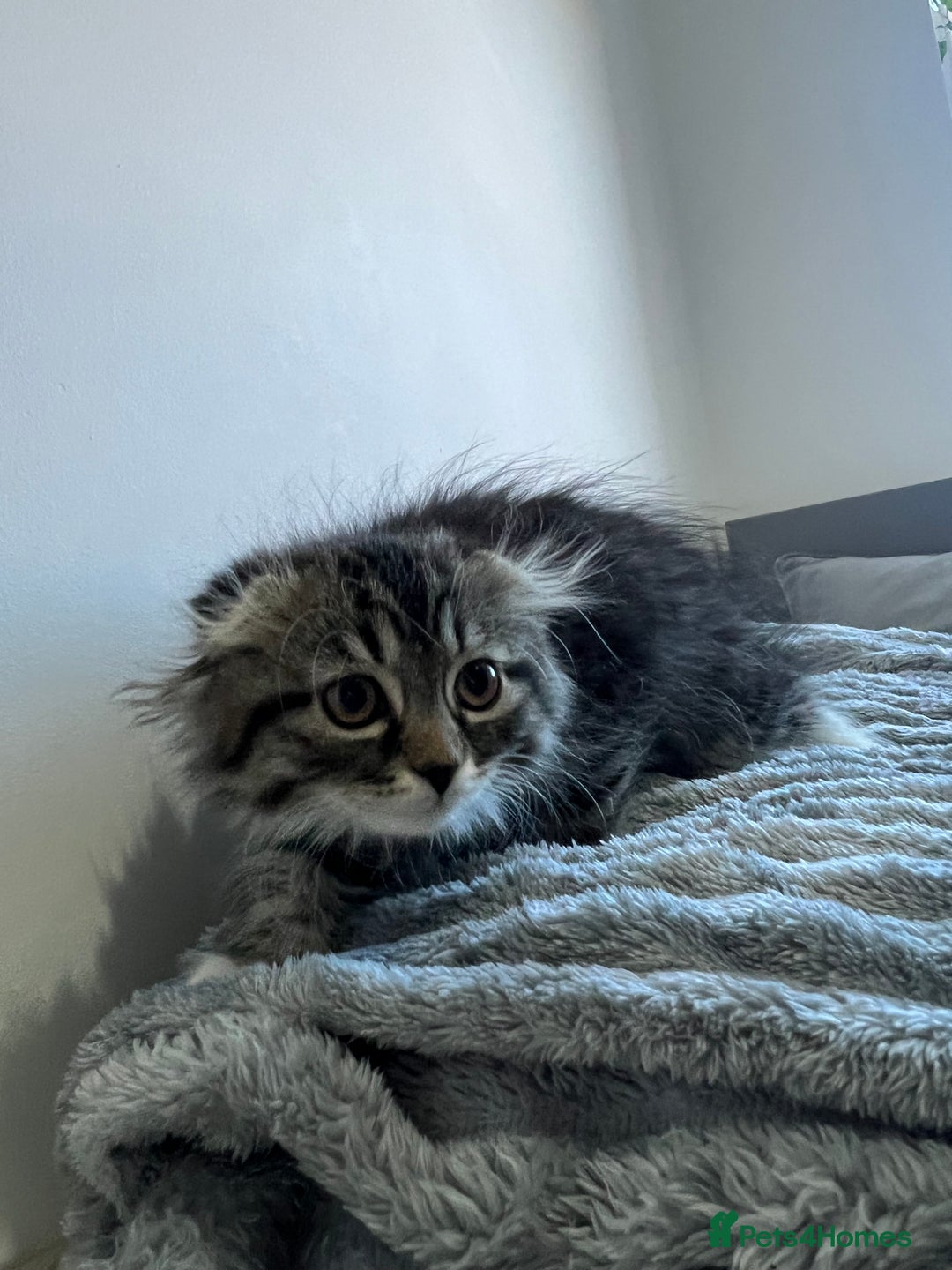 Scottish Fold cats for sale: Long hair Scottish fold kittens - Advert 9