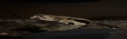 Boa Snake reptiles for sale: Boa constrictor (8ft) - Advert 5