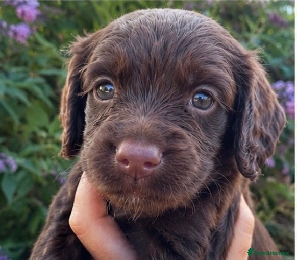 Cocker Spaniel dogs 5 ⭐️ Stunning Cocker Spaniel Puppies, KC,Vet check - Advert 2