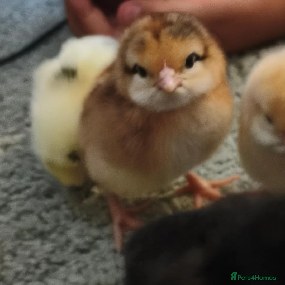 Chickens poultry for sale: Beautiful Home-Hatched Hybrid Chicks–Mixed Colours - Advert 12