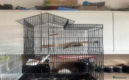 Cockatiels birds for sale: Cockatiel hen this years bird with cage  - Image 6