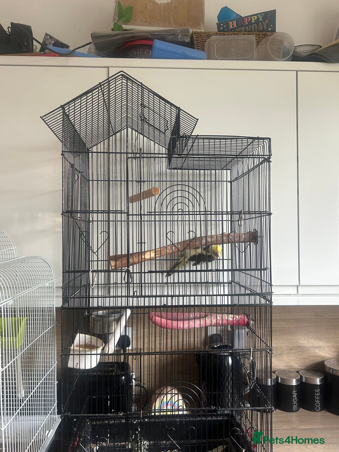 Cockatiels birds for sale: Cockatiel hen this years bird with cage  - Image 6