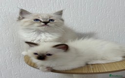 Ragdoll cats for sale: ACTIVE RAGDOLL KITTENS  in Manchester - Image 30