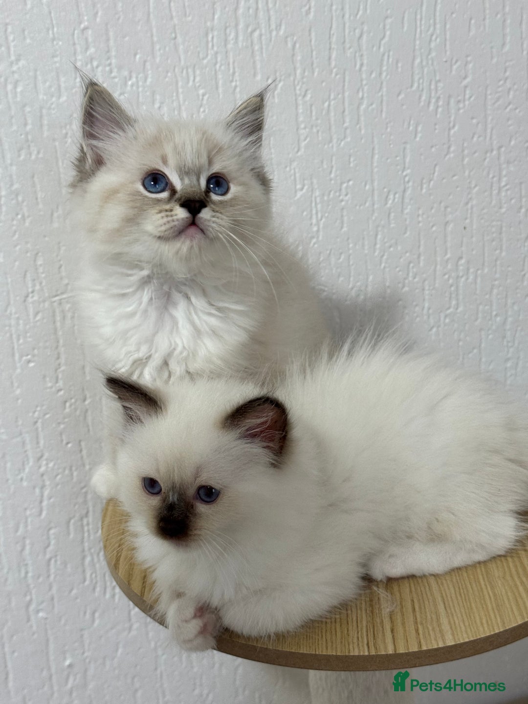 Ragdoll cats for sale: ACTIVE RAGDOLL KITTENS  in Manchester - Image 30