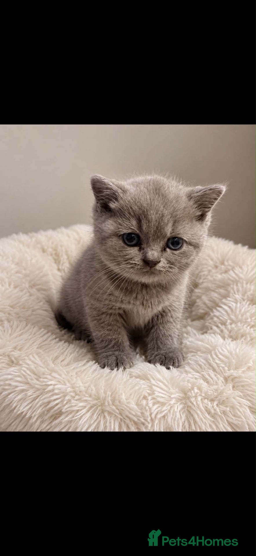 British Shorthair cats Gccf Championstatus lilac British shorthair kitten - Advert 1