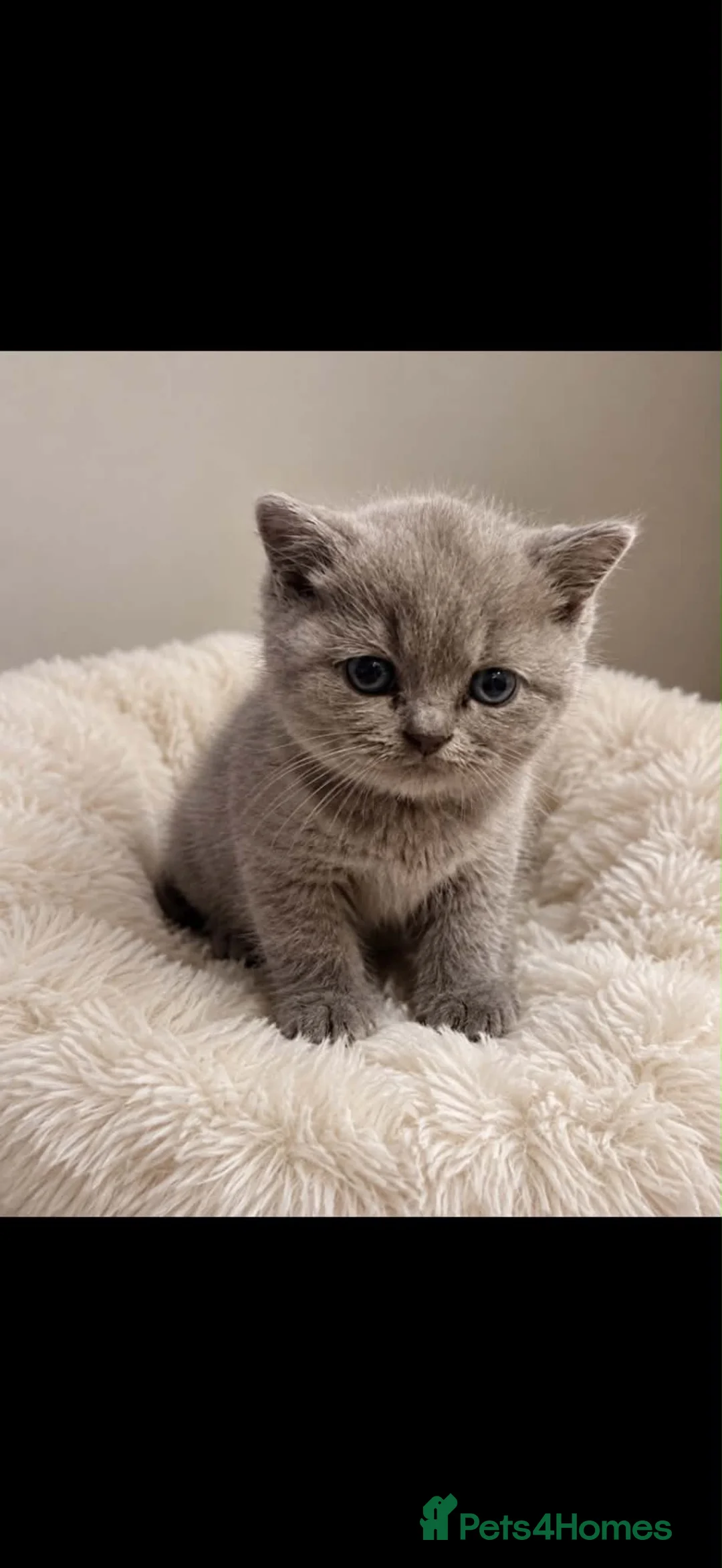 British Shorthair cats for sale: Gccf Championstatus lilac British shorthair kitten - Advert 1