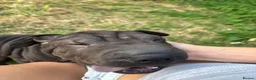 Shar Pei dogs for sale: Sharpei Pups - open to offers - Advert 4