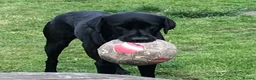 Labrador Retriever dogs for stud: Fully Tested Champion Labrador - Advert 3
