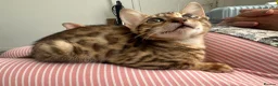 Bengal cats for sale: Stunning Bengal girl - Advert 5