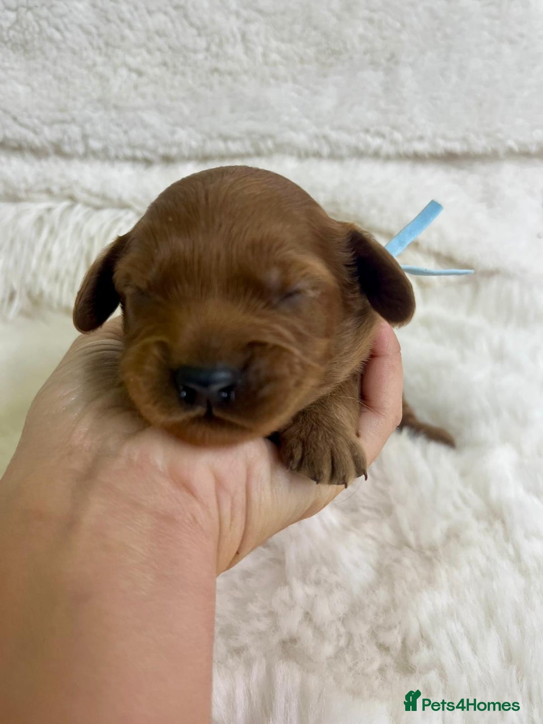 Cavapoo dogs for sale: Top Quality extensively tested F1b Toy cavapoo’s  - Image 8