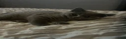 British Shorthair cats for sale: British shorthair blue female  - Advert 6