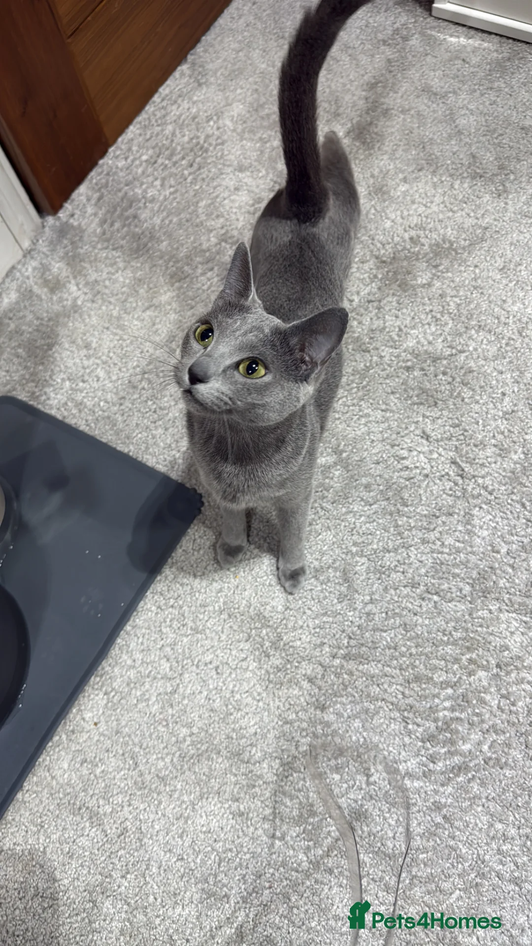 Russian Blue cats for sale: TICA Russian Blue female for sale - Advert 3