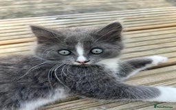 Mixed Breed cats for sale: Lovely Kitten for sale only 50£  - Image 9