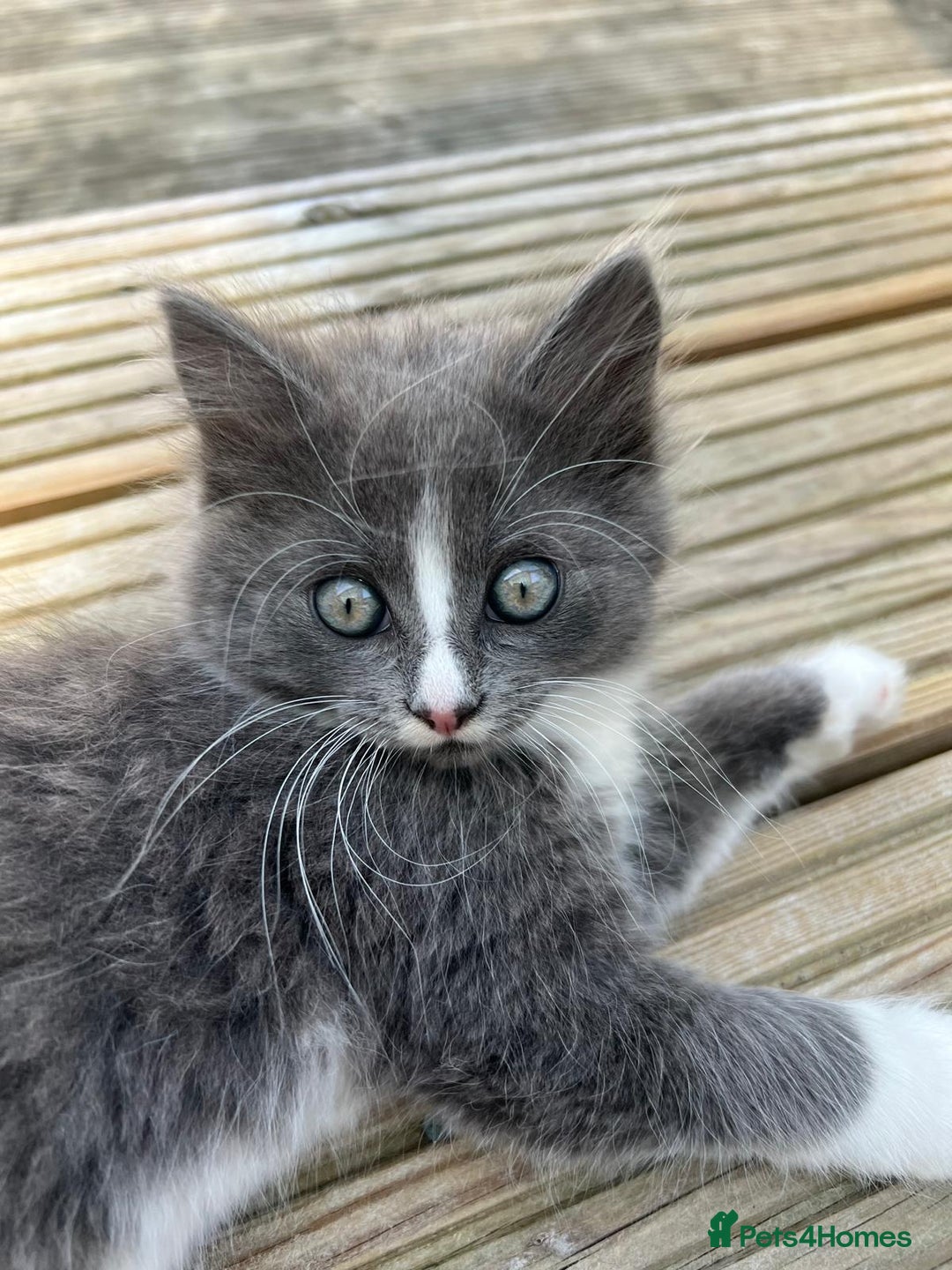 Mixed Breed cats for sale: Lovely Kitten for sale only 50£  - Image 9