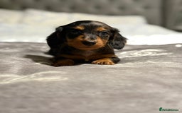 Dachshund dogs for sale: Beautiful dachshunds - Image 13